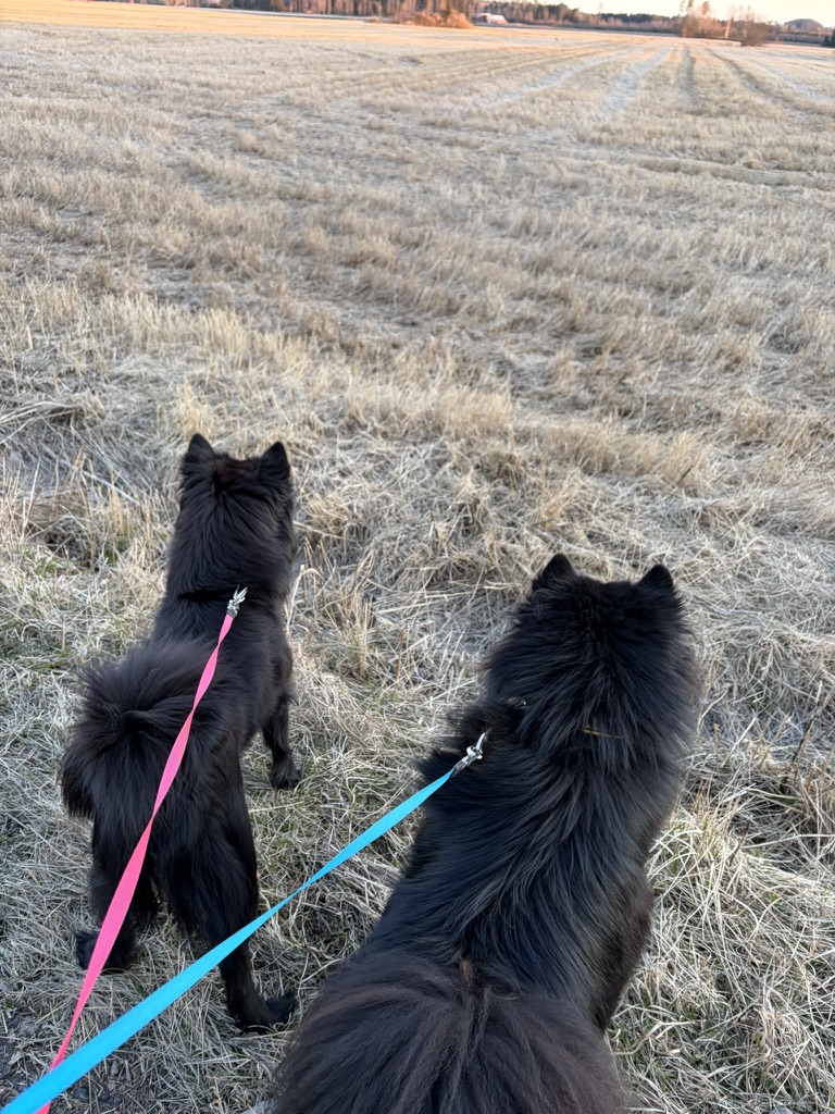 Kaksi lapinkoiraa peltolenkillä