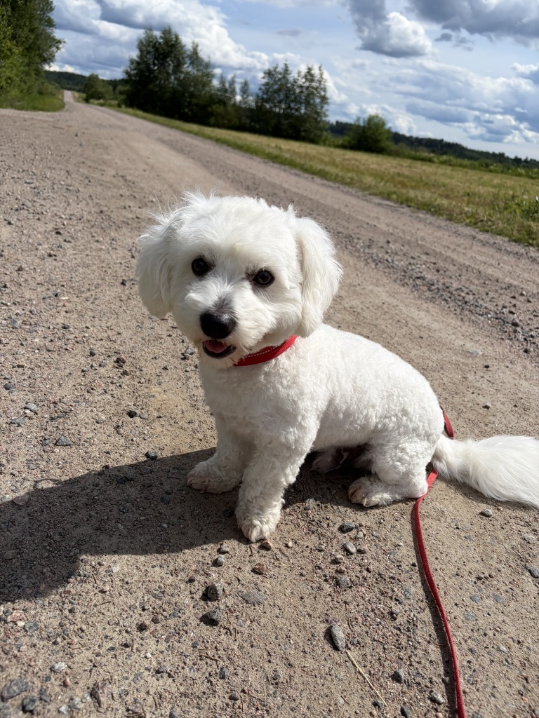 Pieni koira lenkillä hiekkatiellä
