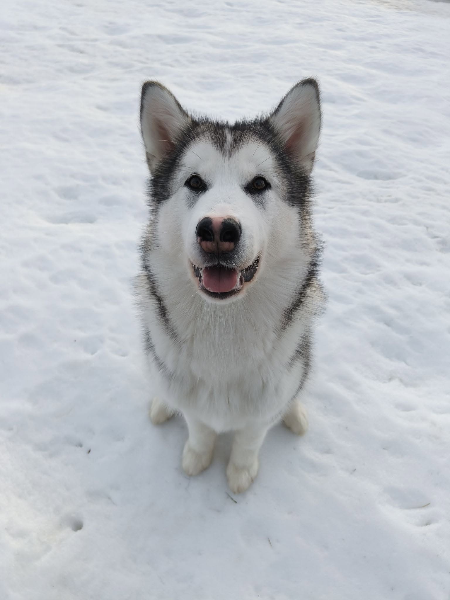 Ataciara Kuunsäde (Tytti)